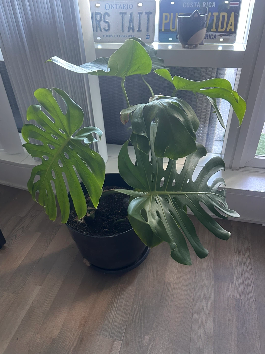 Monstera Deliciosa Houseplant - photo 5