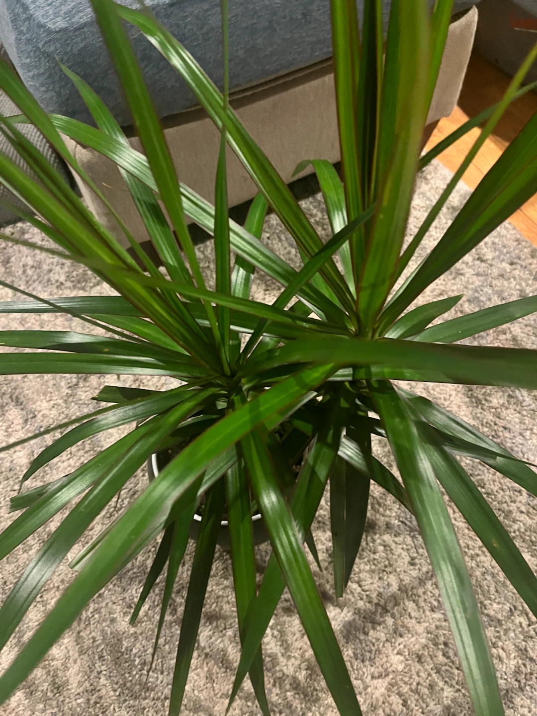 Dracaena Marginata Houseplant