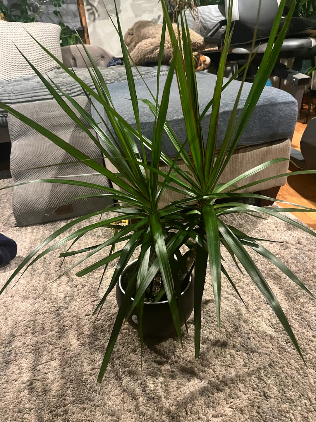 Dracaena Marginata Houseplant - photo 2