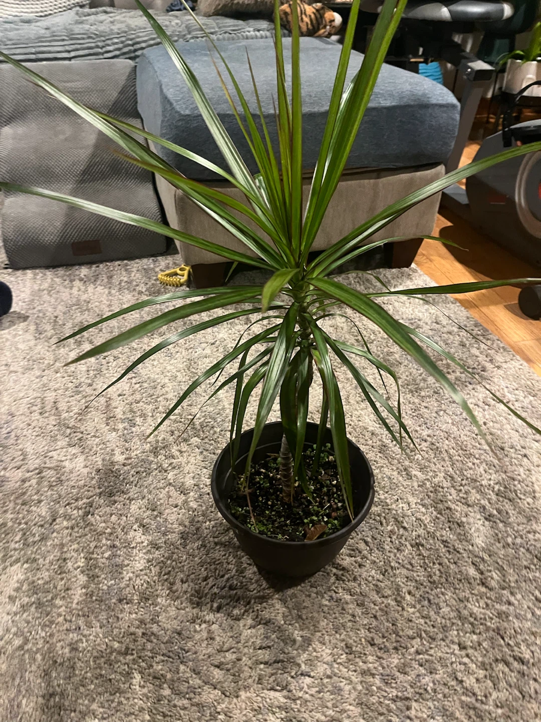 Dracaena Marginata Houseplant