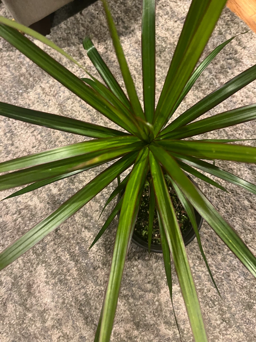 Dracaena Marginata Houseplant - photo 2