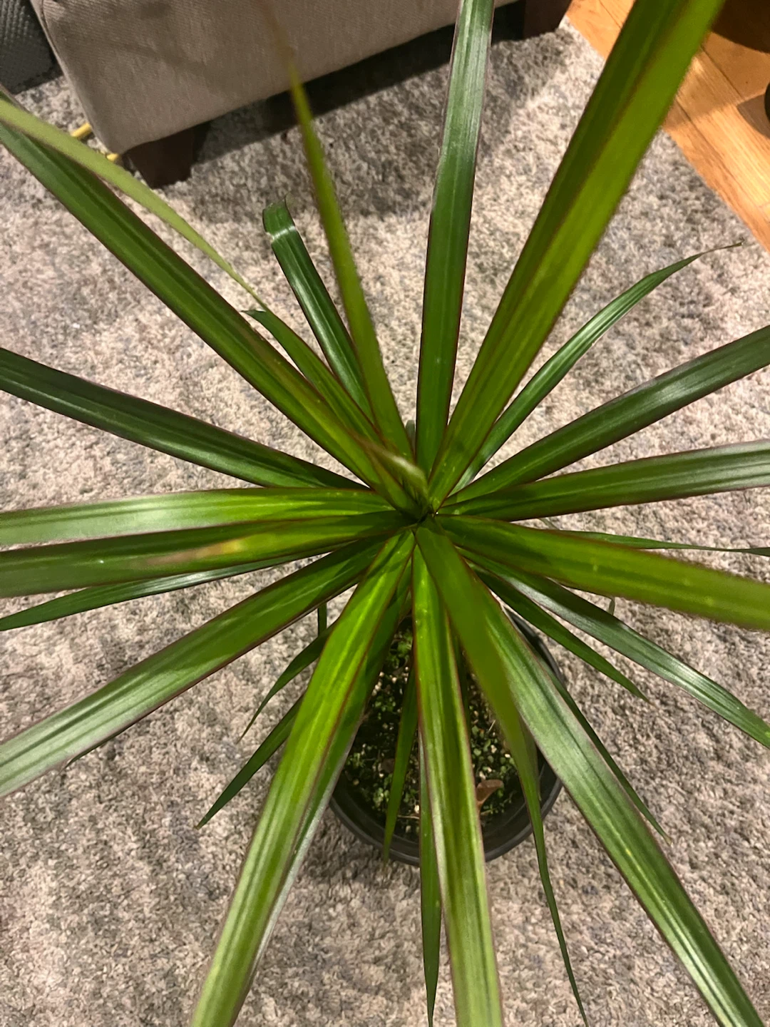 Dracaena Marginata Houseplant - photo 3
