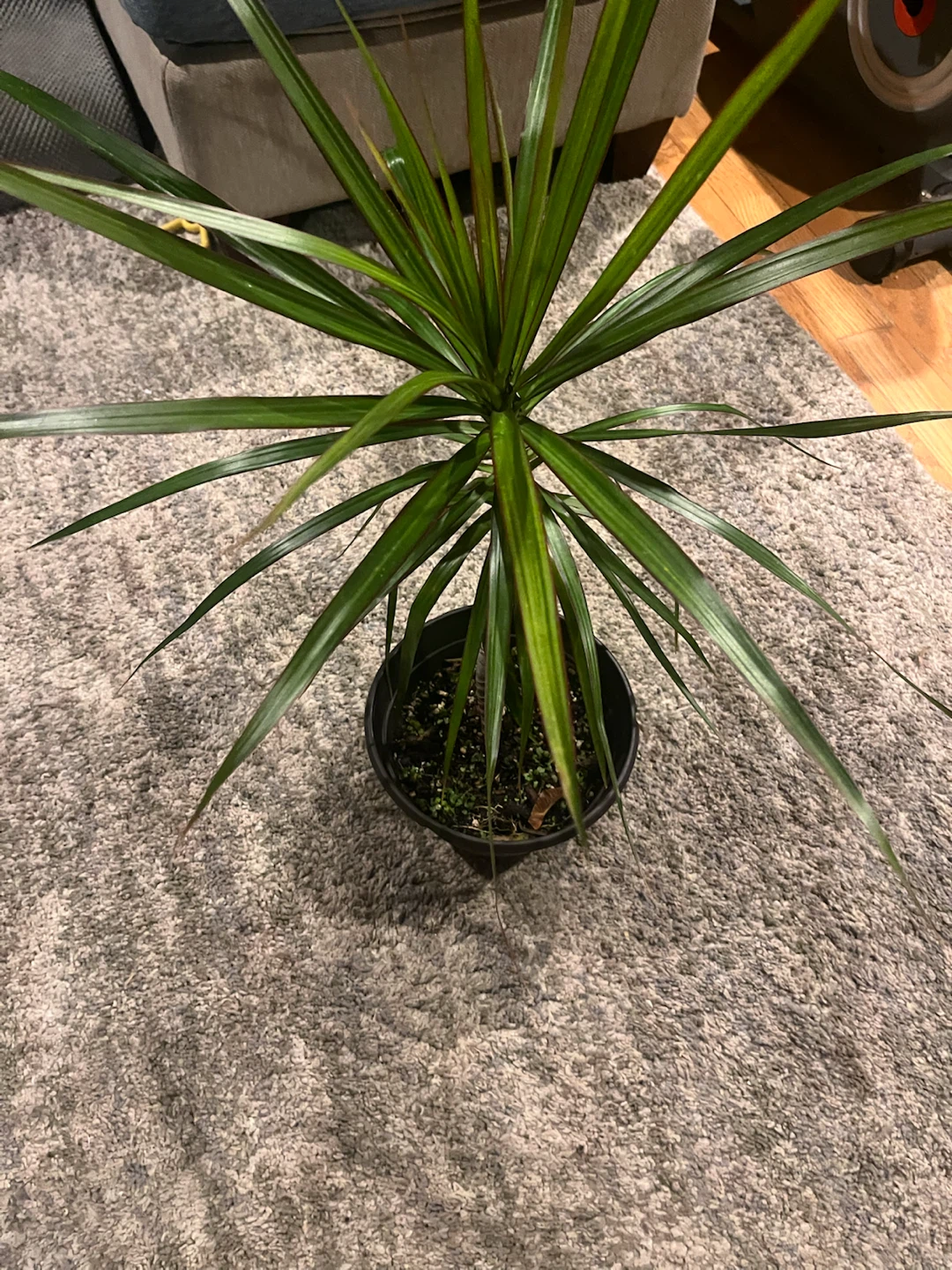 Dracaena Marginata Houseplant - photo 4