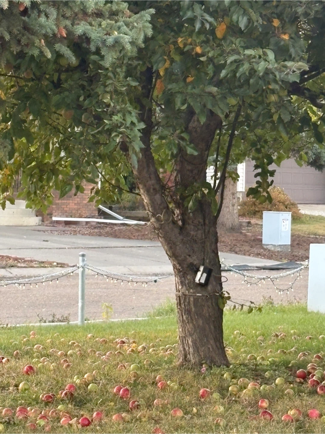 Free apples