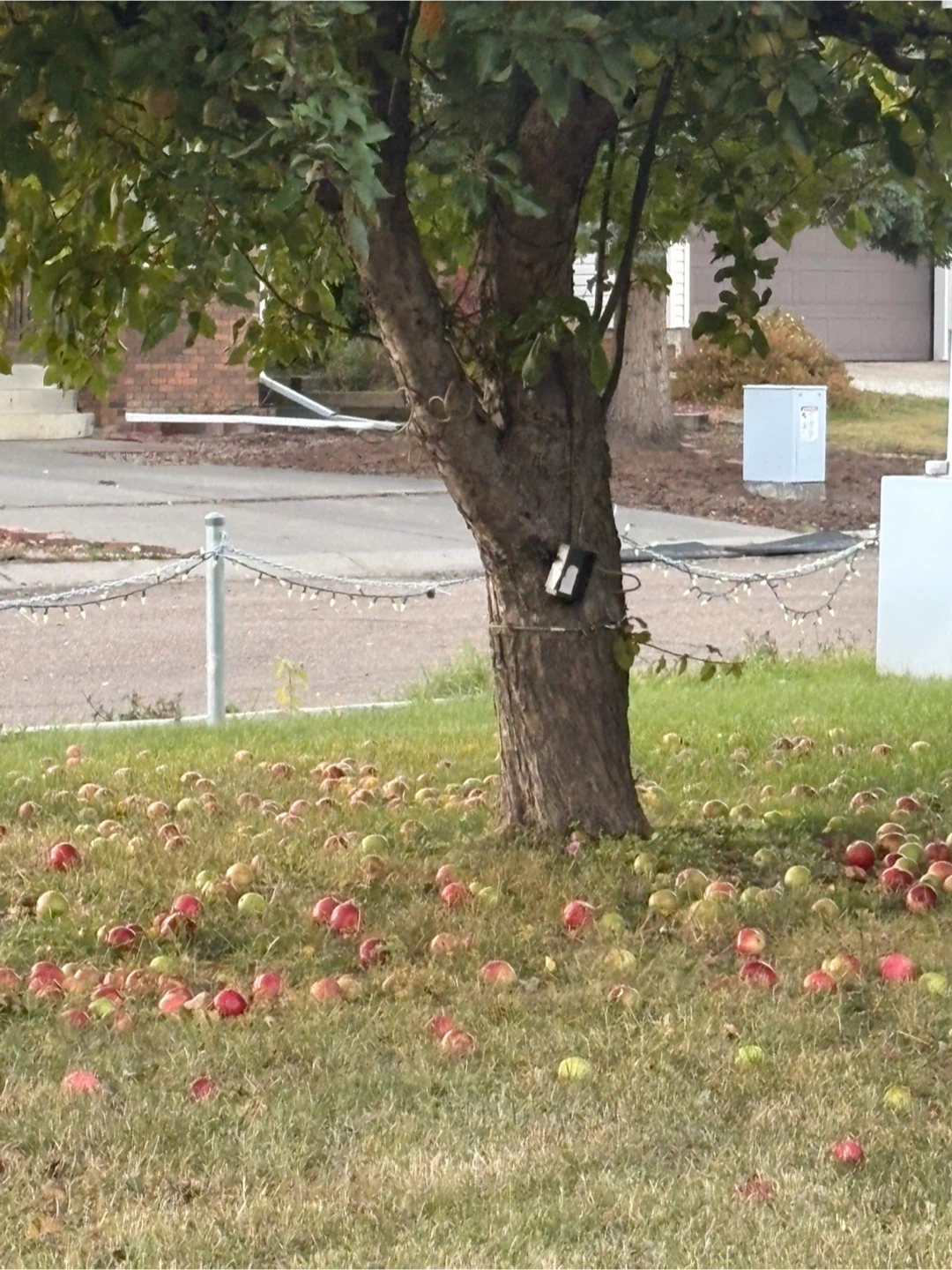 Free apples - photo 2