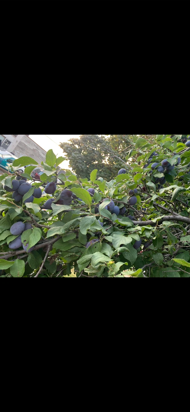 Europian Plum trees 2ft-8ft - photo 3