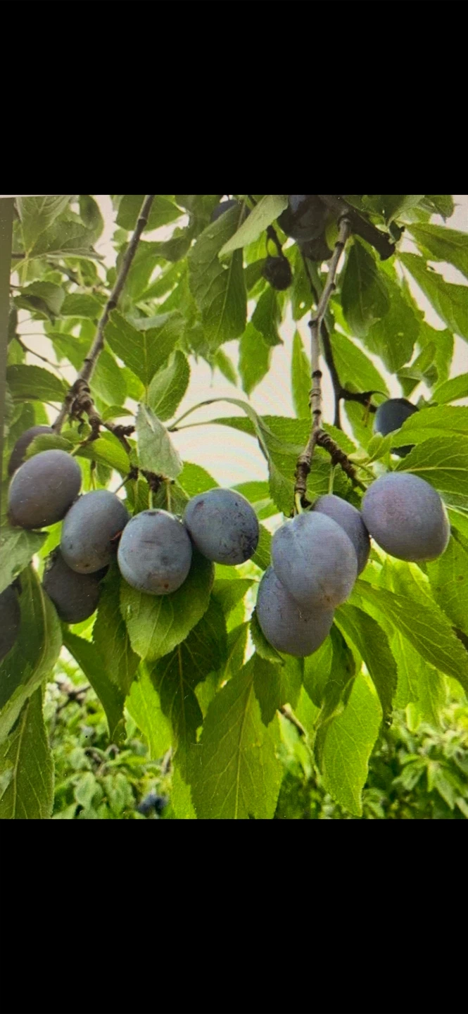 Europian Plum trees 2ft-8ft