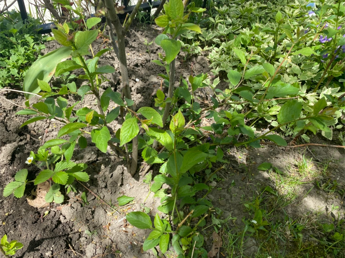 Europian Plum trees 2ft-8ft - photo 4