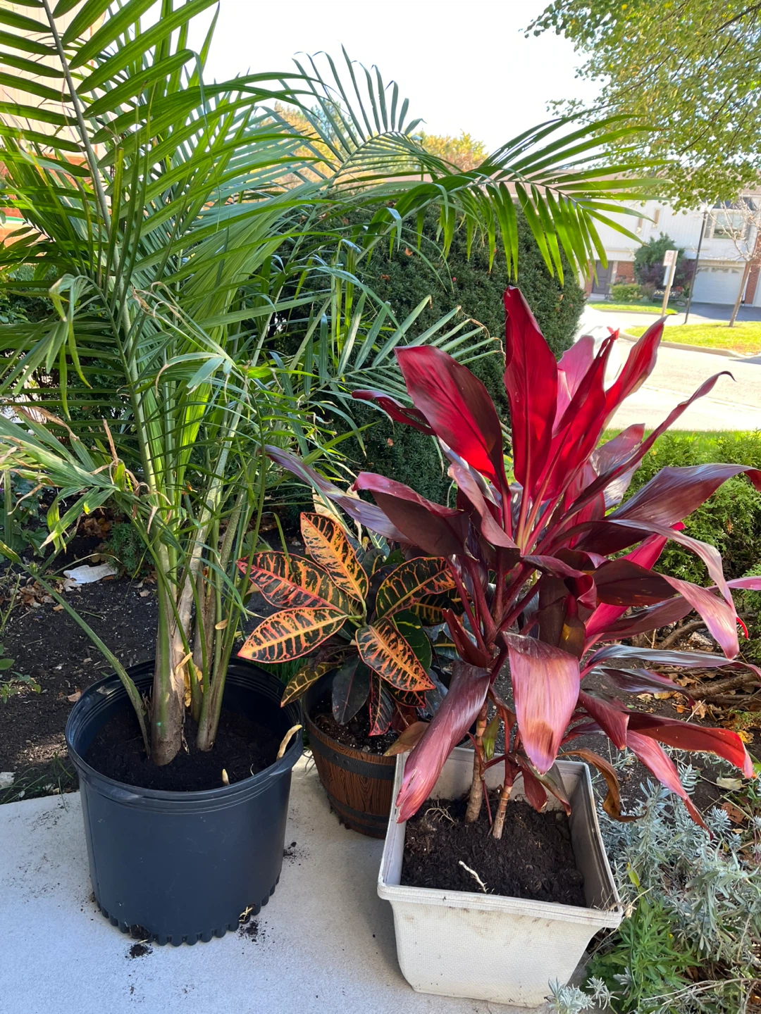 Palm plant 5 feet (Make an offer ) Need new home
