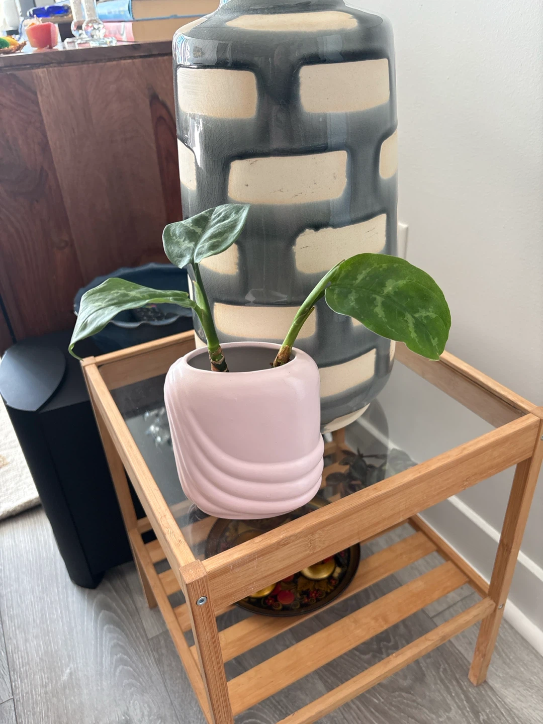 Aglaonema plant in ceramic pot healthy