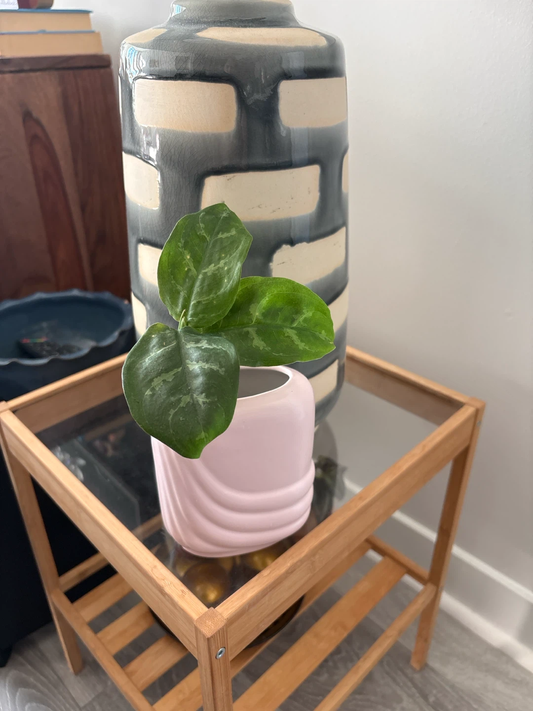 Aglaonema plant in ceramic pot healthy - photo 2