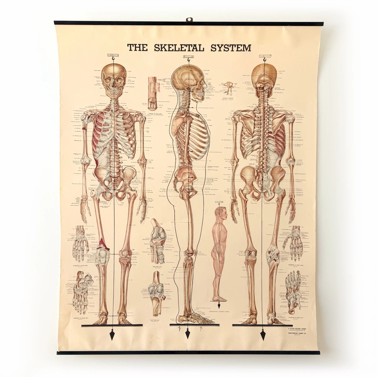 Vintage 1947 Skeletal System Anatomical Chart