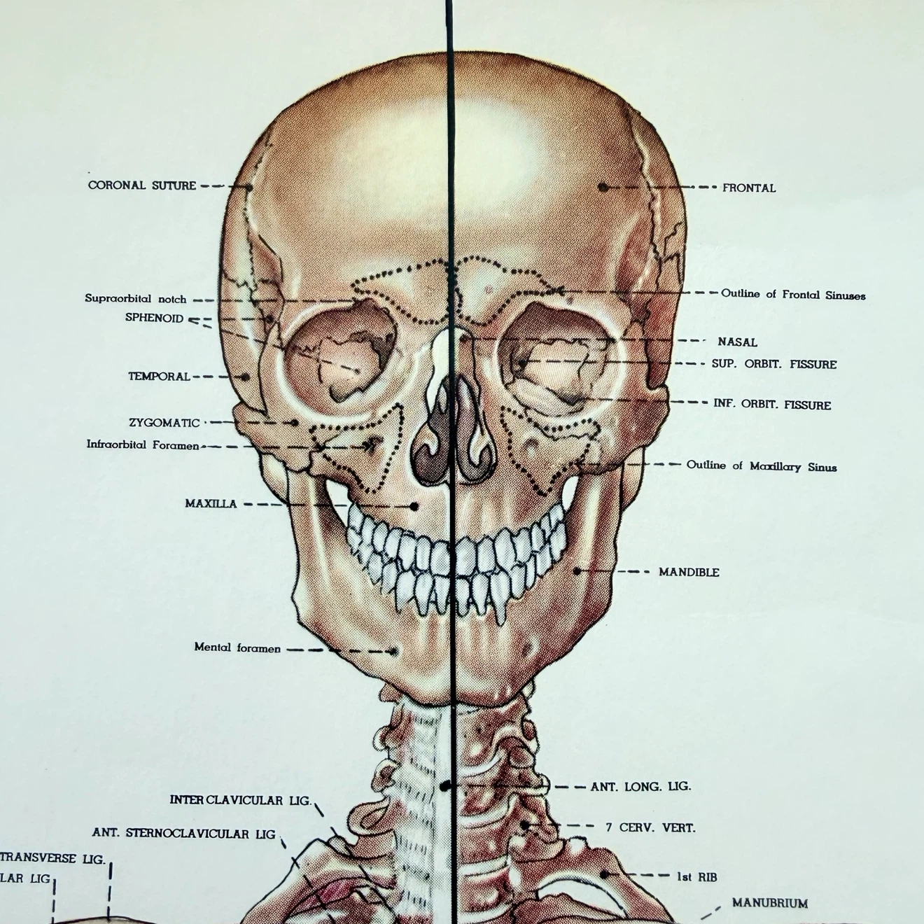 Vintage 1947 Skeletal System Anatomical Chart - photo 2