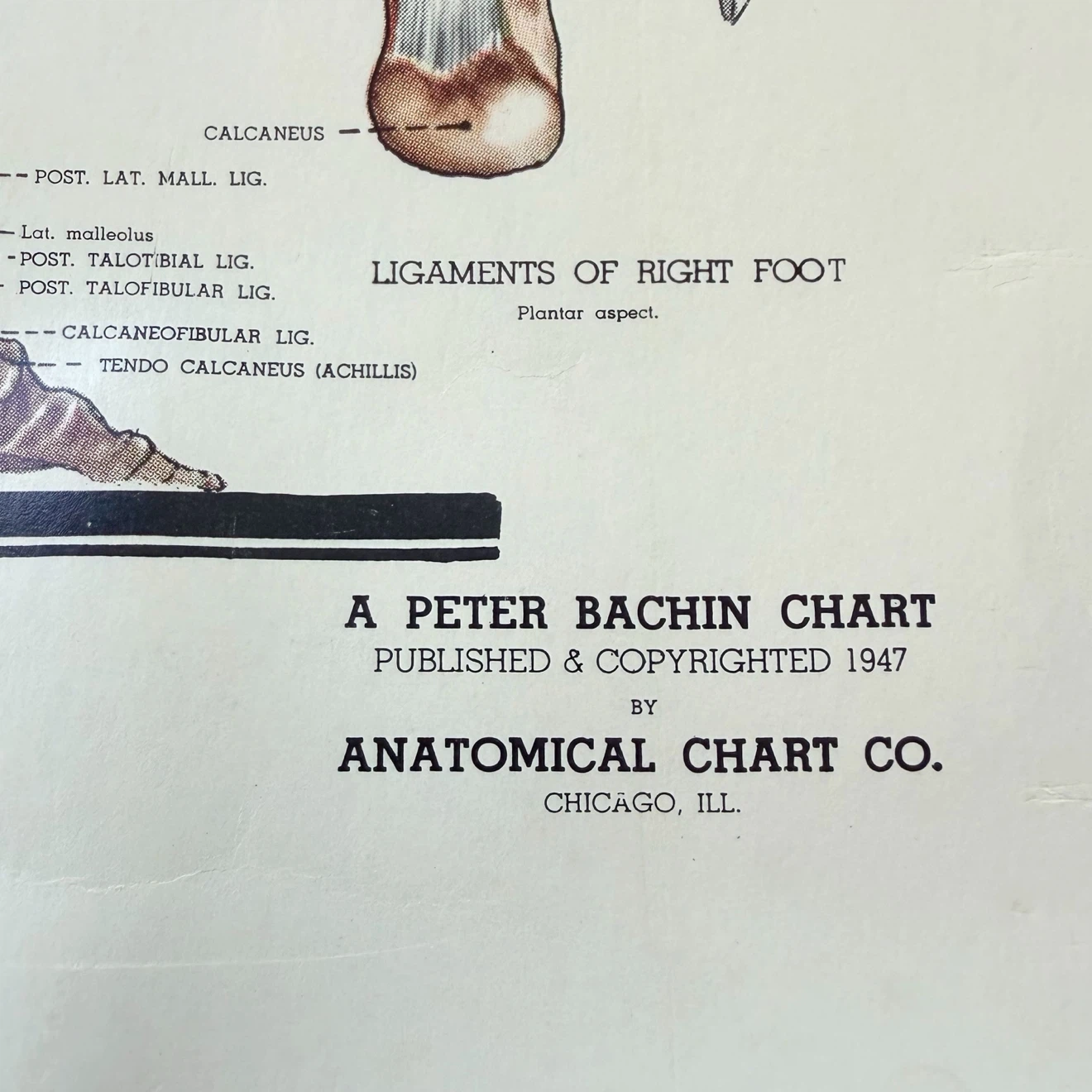Vintage 1947 Skeletal System Anatomical Chart - photo 3