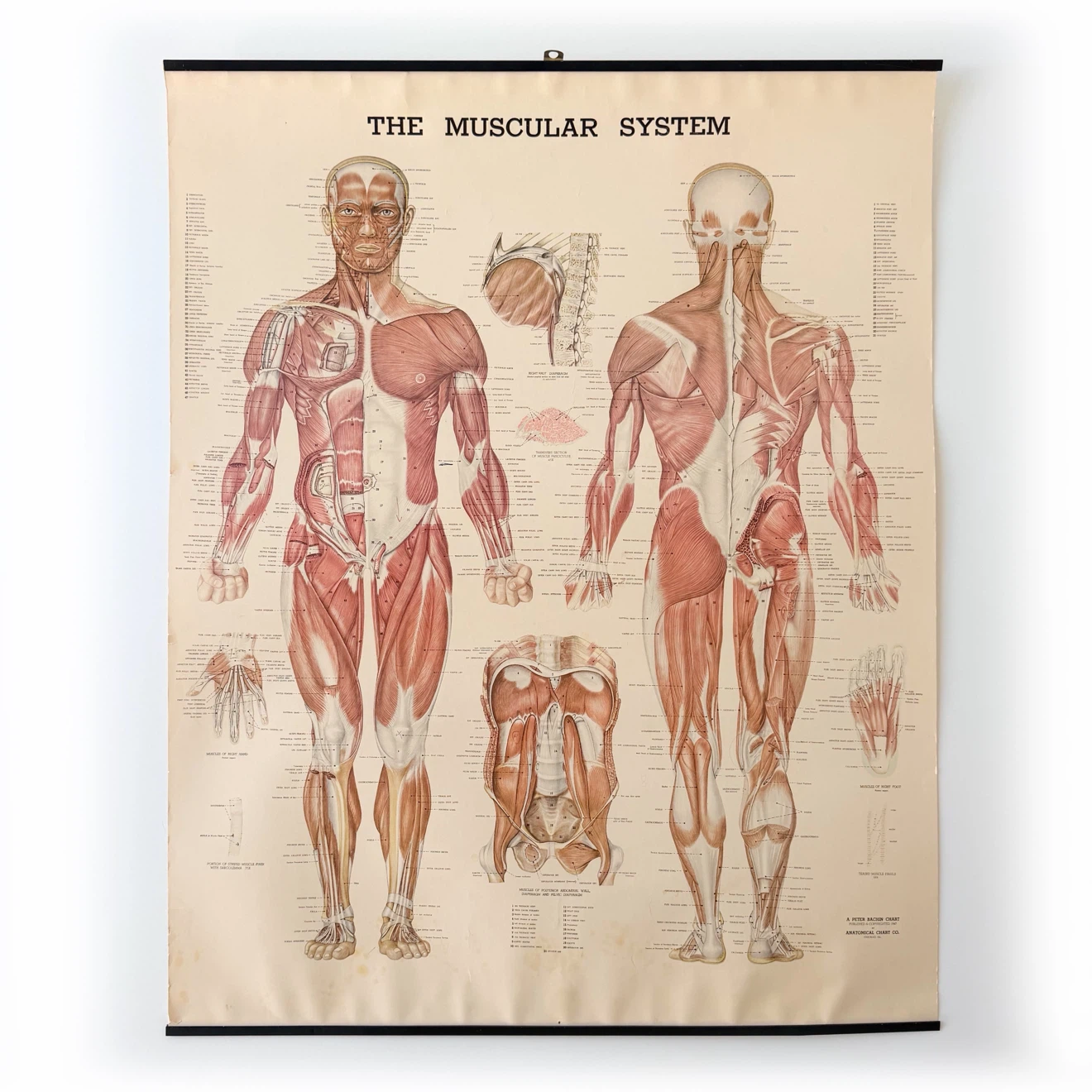 Vintage 1947 Muscular System Anatomical Chart