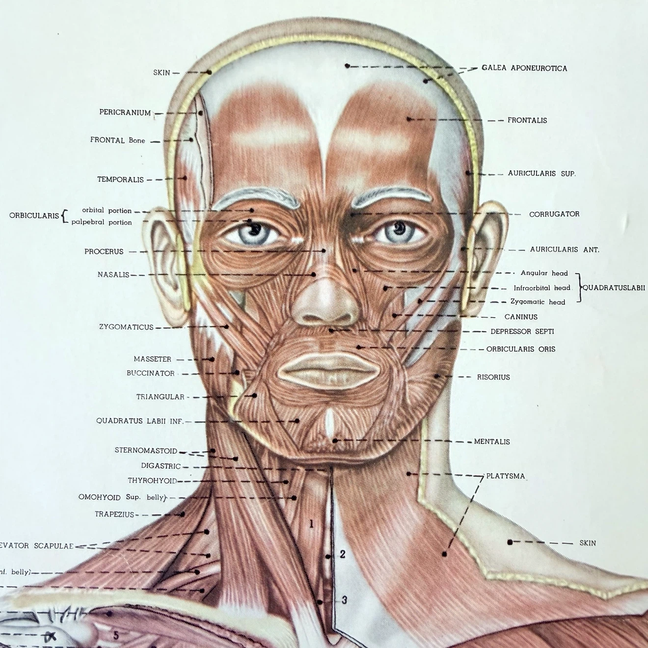 Vintage 1947 Muscular System Anatomical Chart - photo 2
