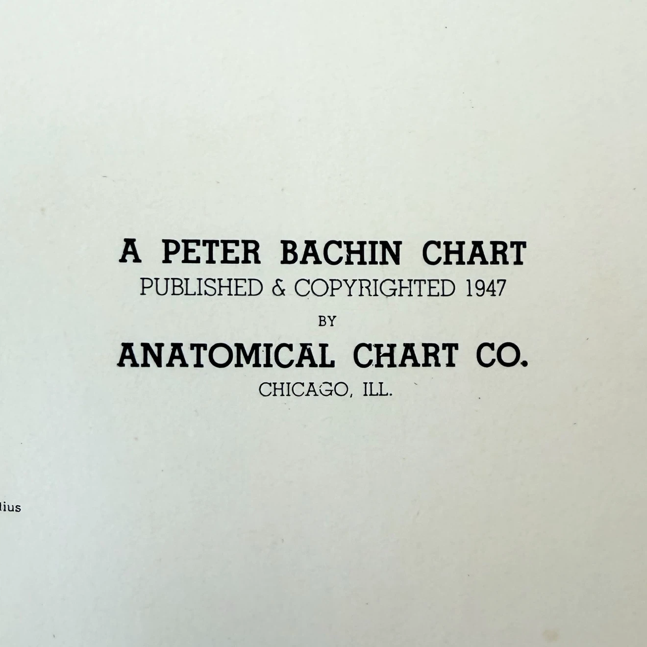 Vintage 1947 Muscular System Anatomical Chart - photo 3
