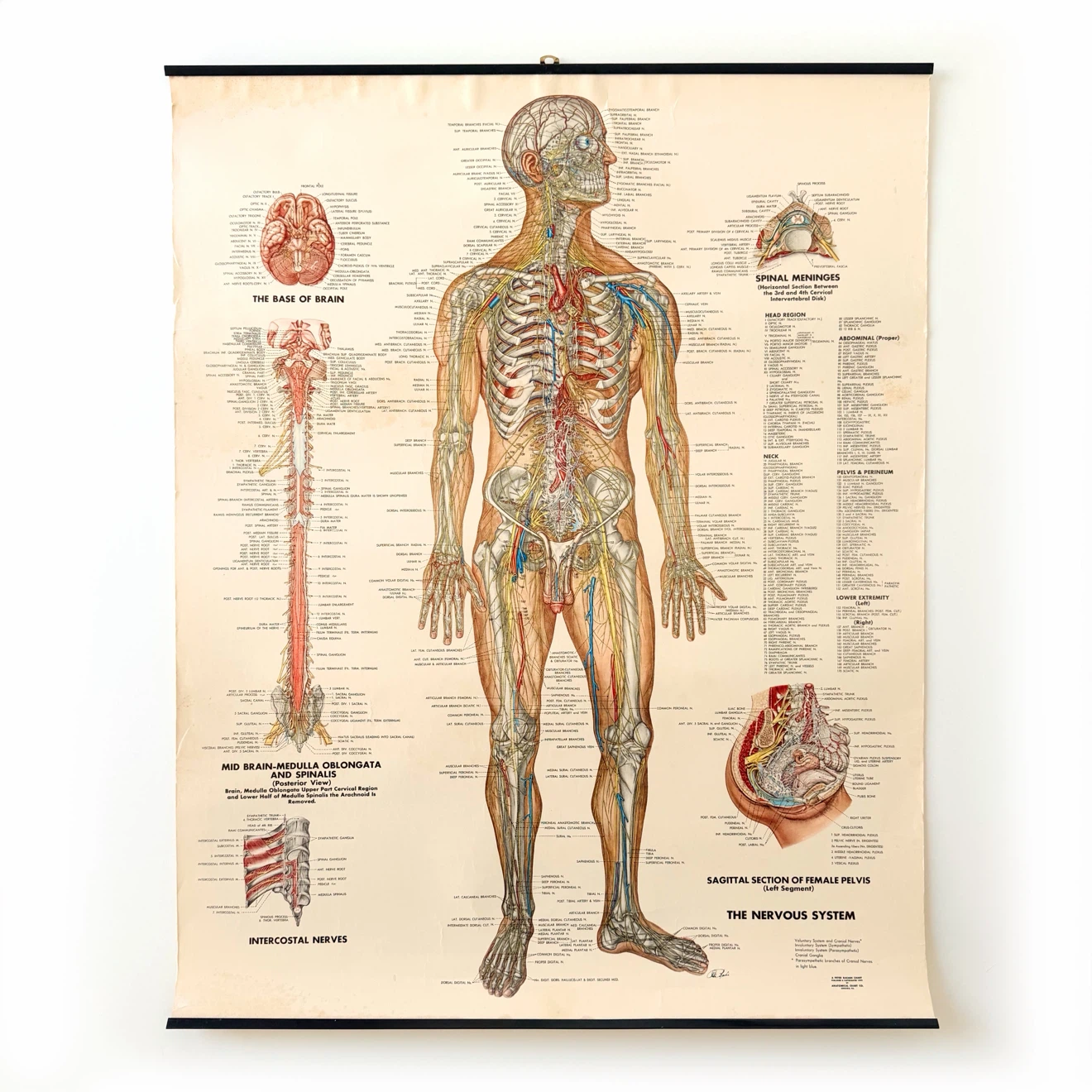 Vintage 1949 Nervous System Anatomical Chart