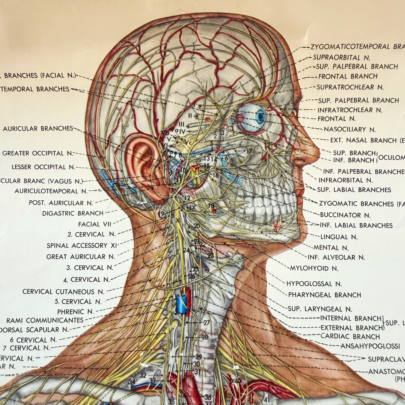 Vintage 1949 Nervous System Anatomical Chart - photo 2