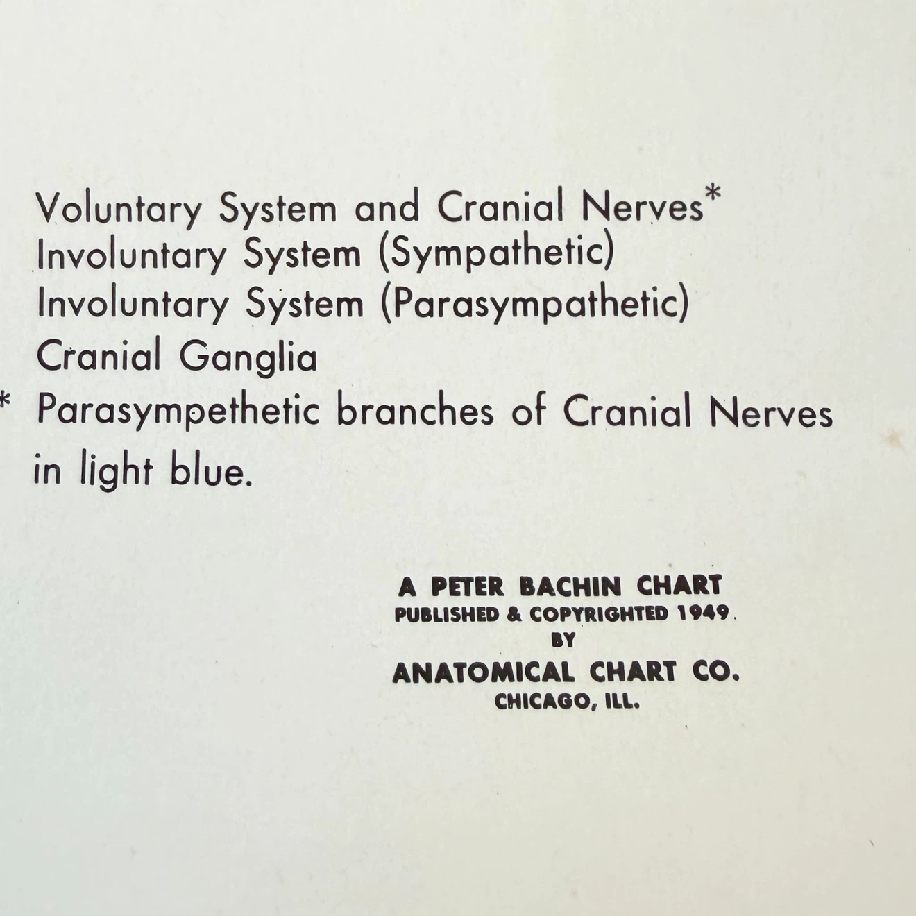 Vintage 1949 Nervous System Anatomical Chart - photo 3