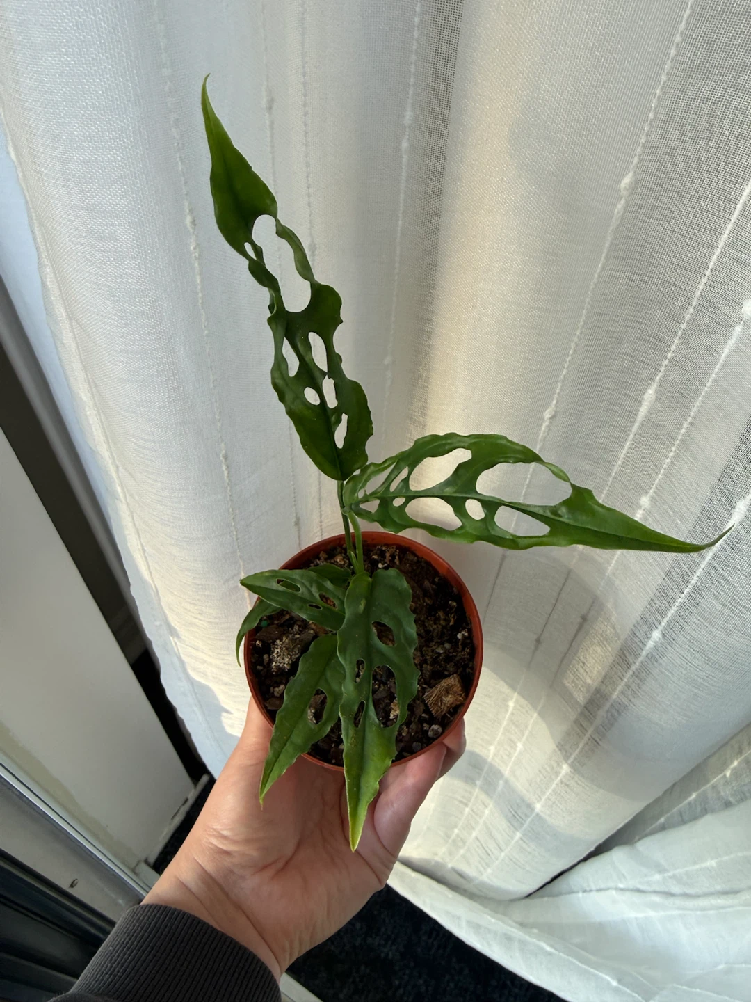 Rare Monstera Obliqua Peru Plant