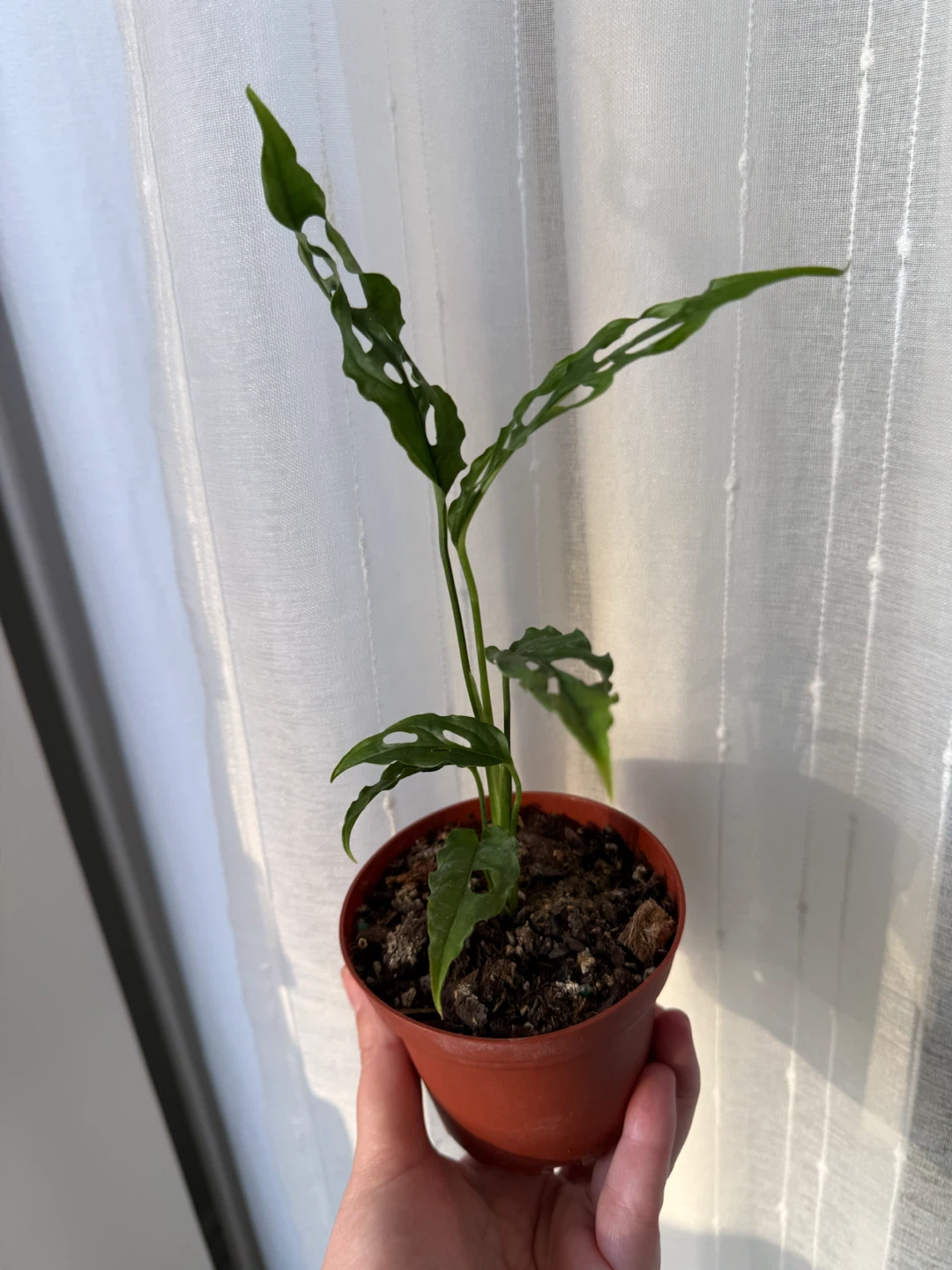 Rare Monstera Obliqua Peru Plant - photo 2