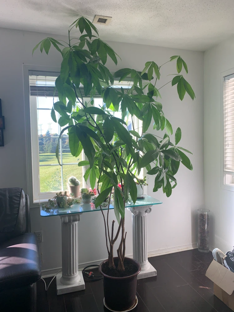 Money Tree Plant