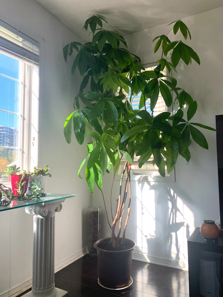 Money Tree Plant - photo 2