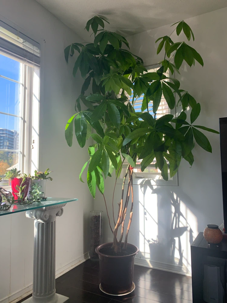 Money Tree Plant - photo 3