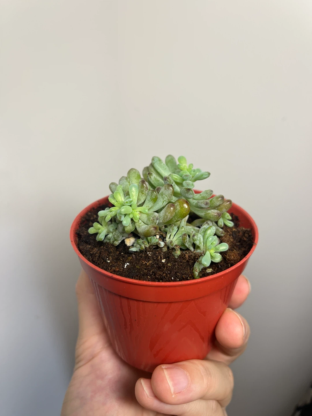 Sedum pachyphyllum (Jelly Bean Plant)