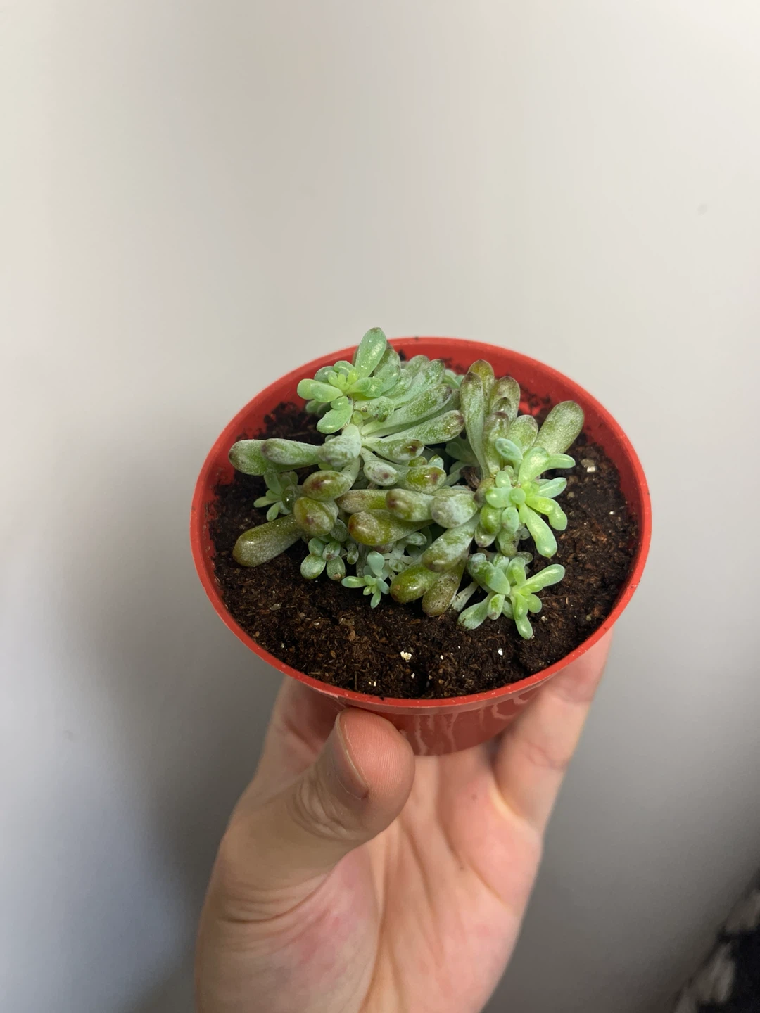 Sedum pachyphyllum (Jelly Bean Plant) - photo 2