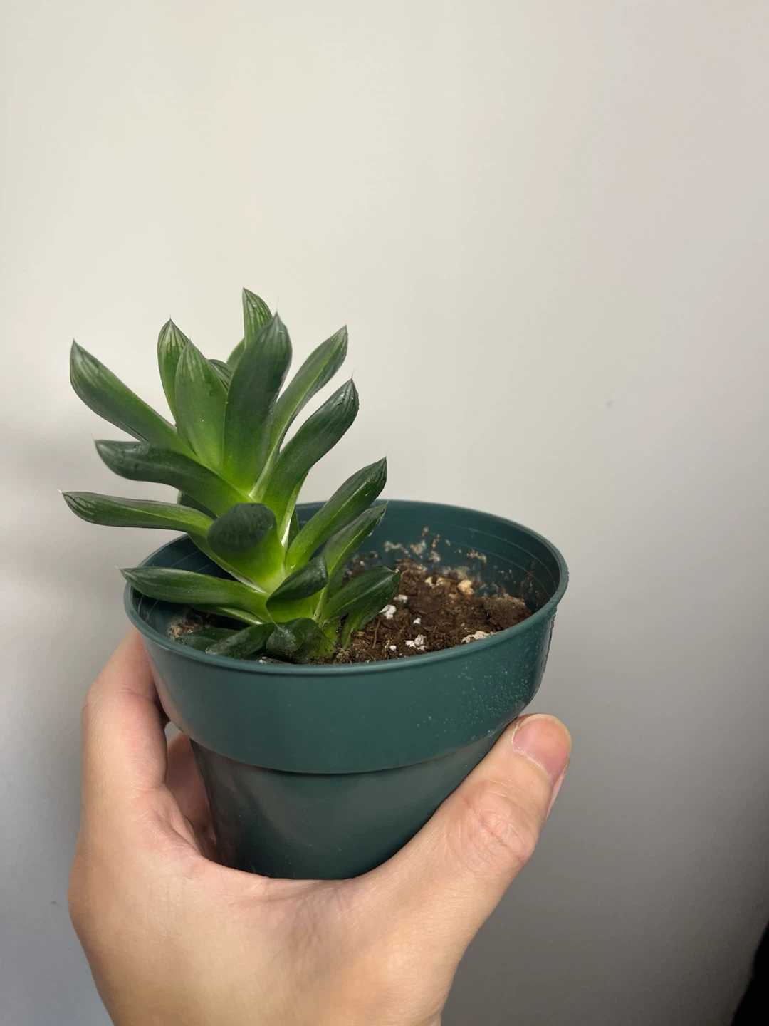 Haworthia cymbiformis