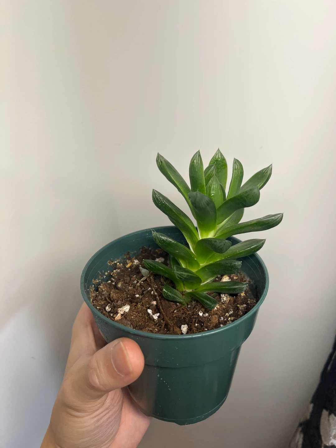 Haworthia cymbiformis - photo 2