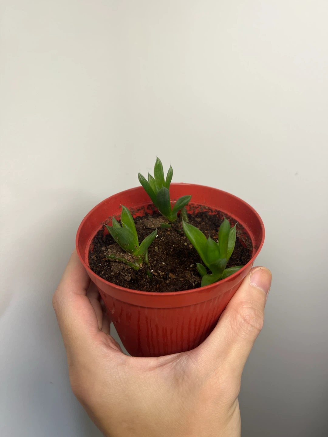 Haworthia cymbiformis - photo 3