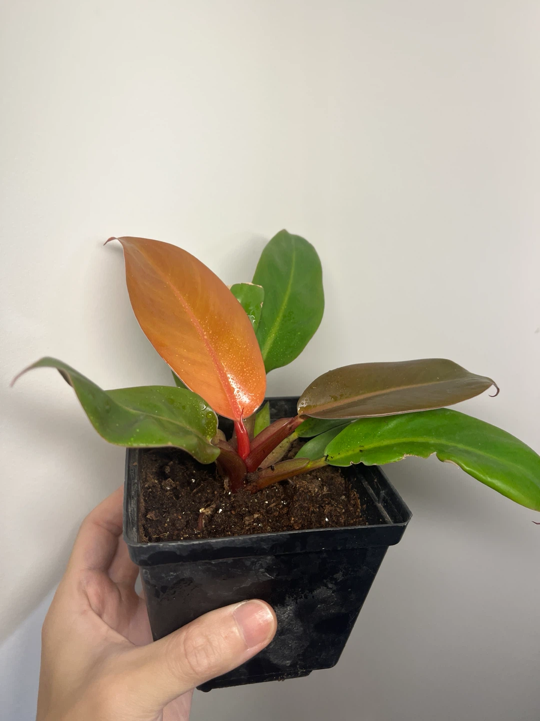 Philodendron 'Prince of Orange