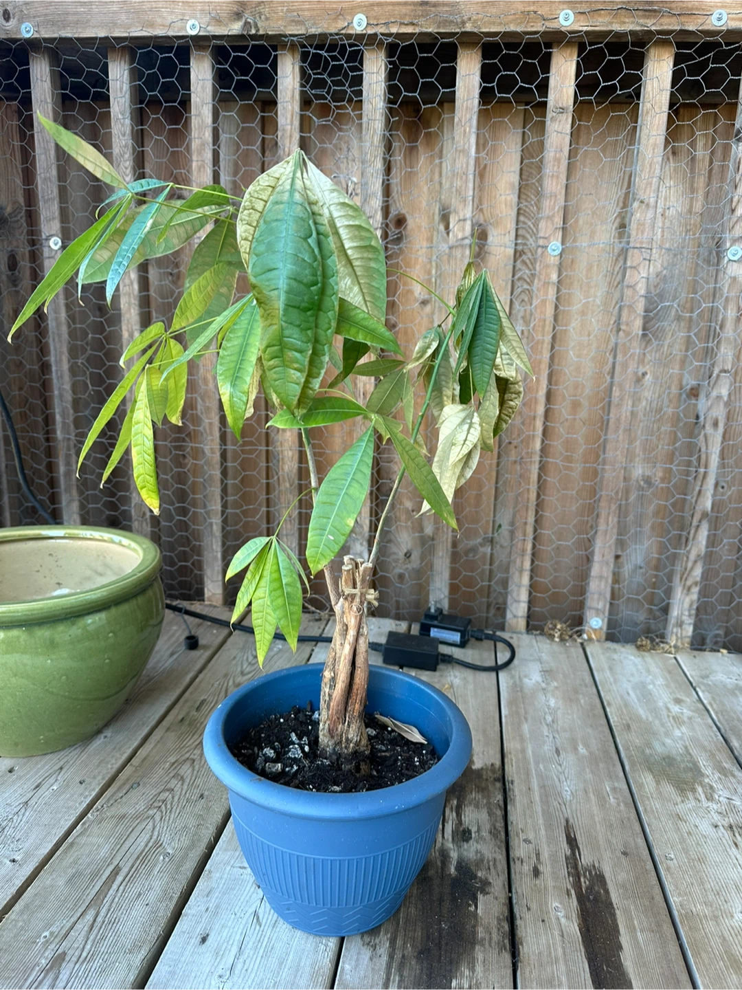 Money Tree Plant