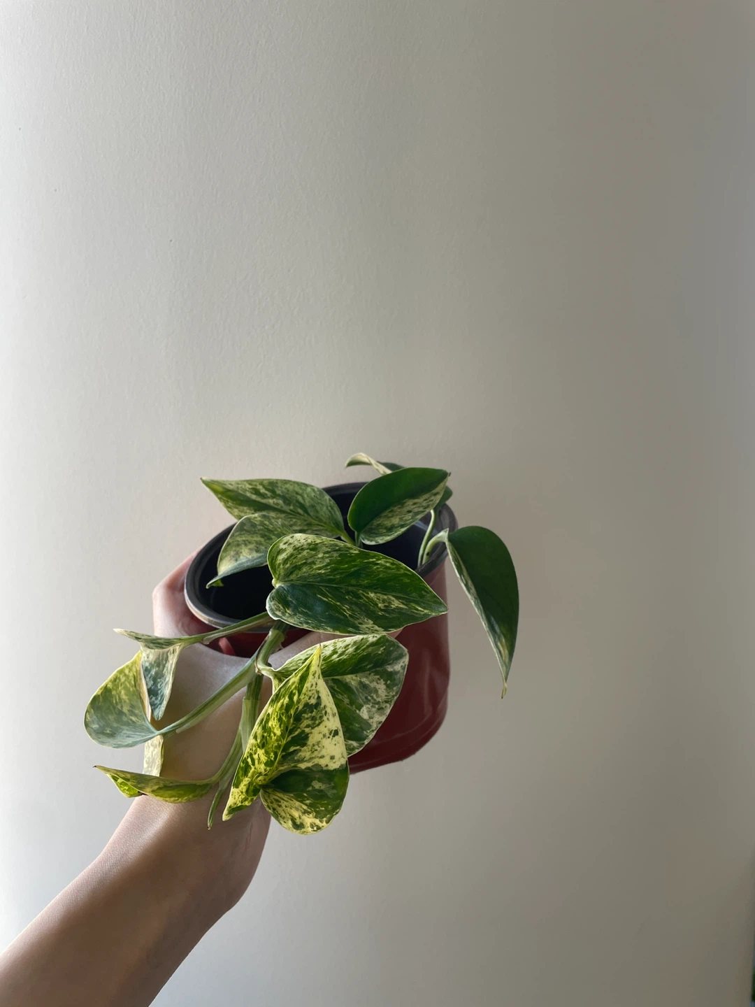 Marble Queen Pothos Houseplant