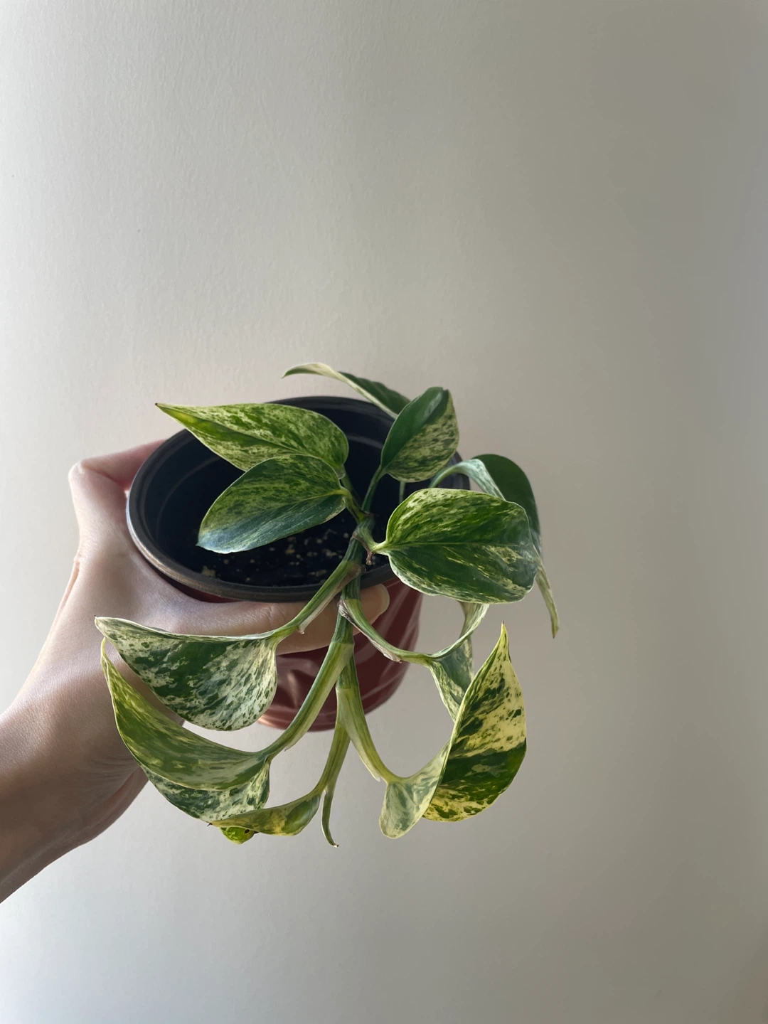 Marble Queen Pothos Houseplant - photo 2