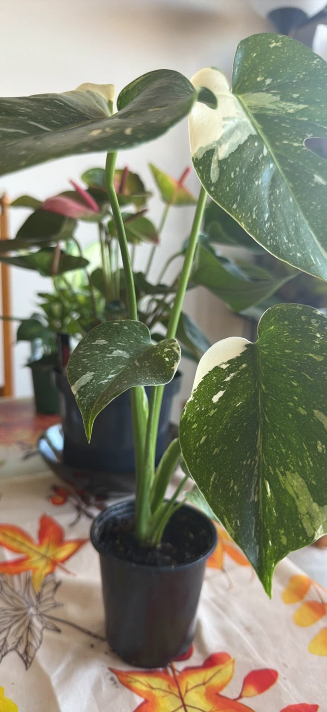 Variegated Monstera Thai Constellation