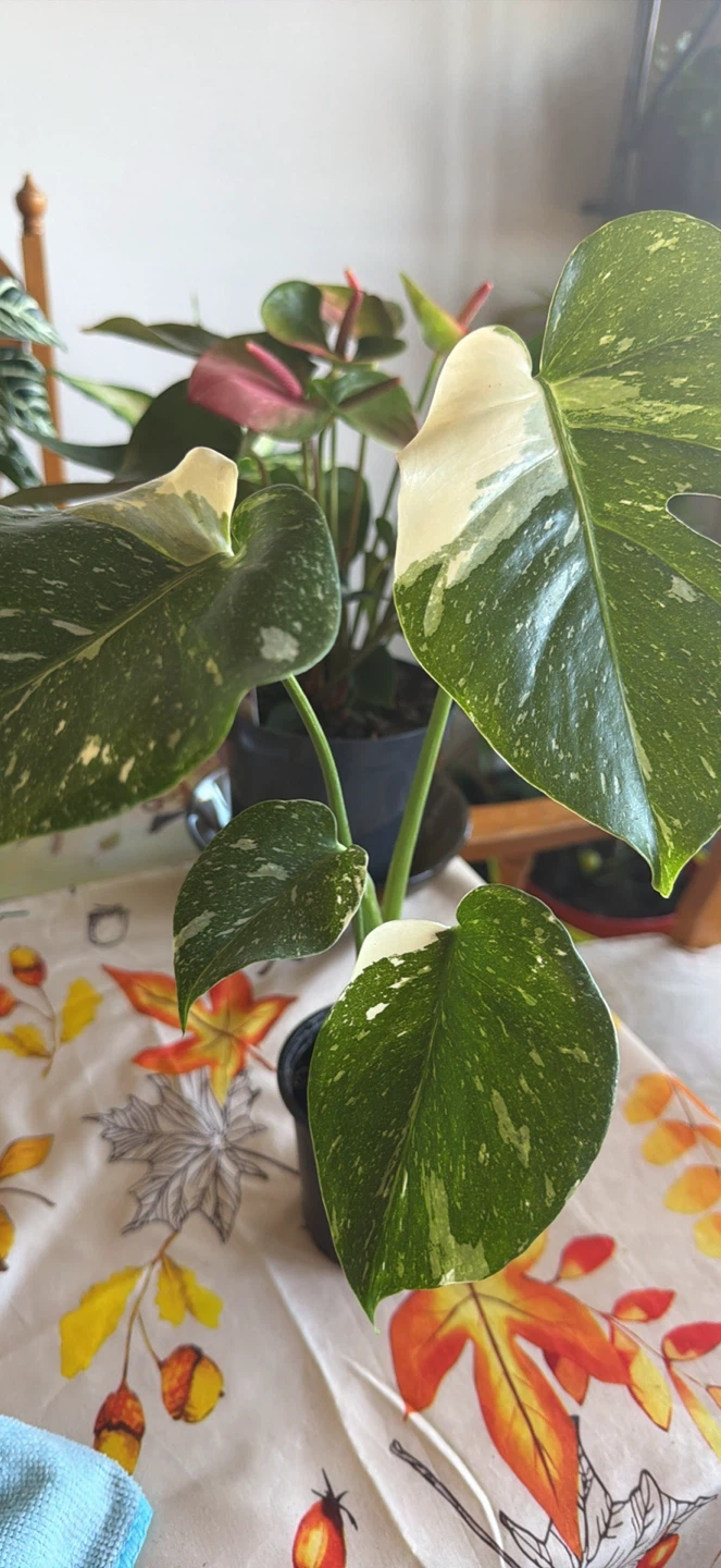 Variegated Monstera Thai Constellation - photo 2