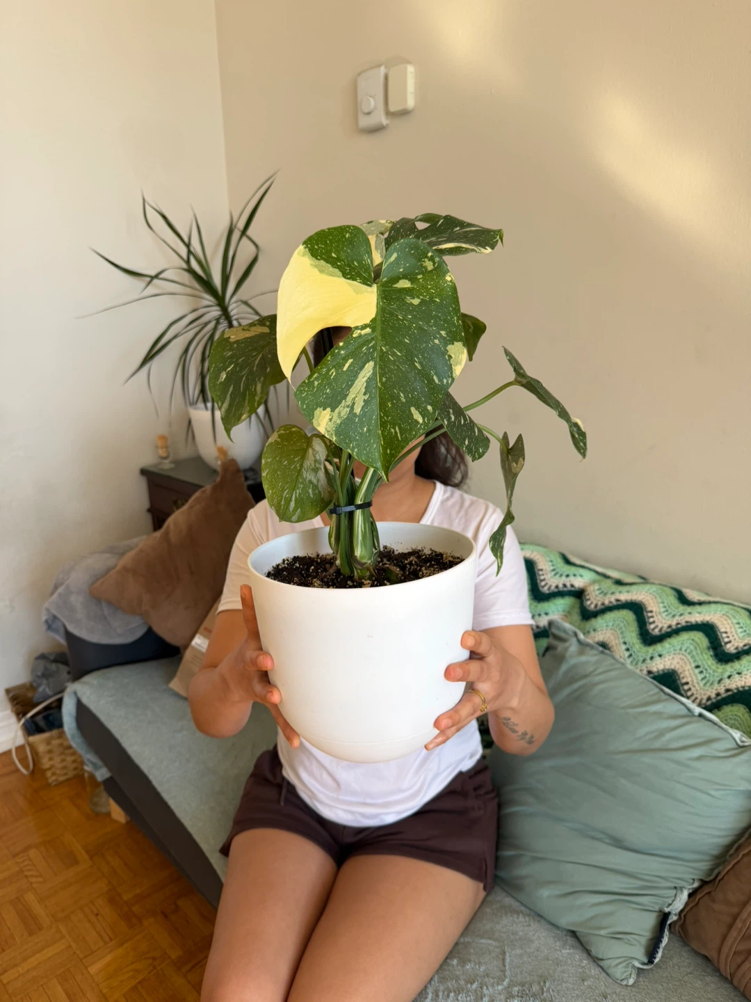 Variegated Monstera Thai Constellation