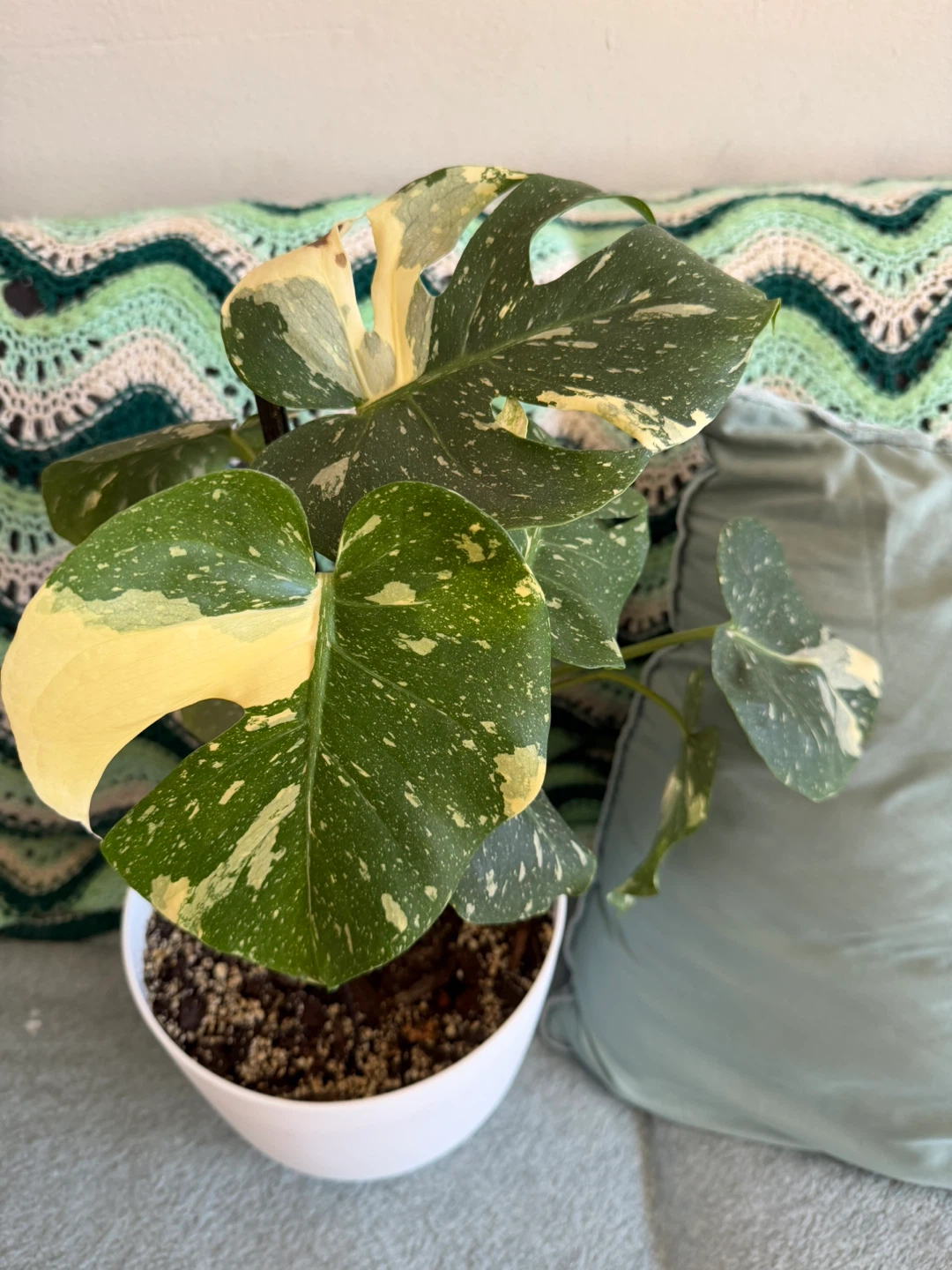 Variegated Monstera Thai Constellation - photo 2