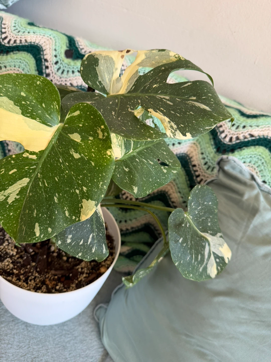 Variegated Monstera Thai Constellation - photo 3