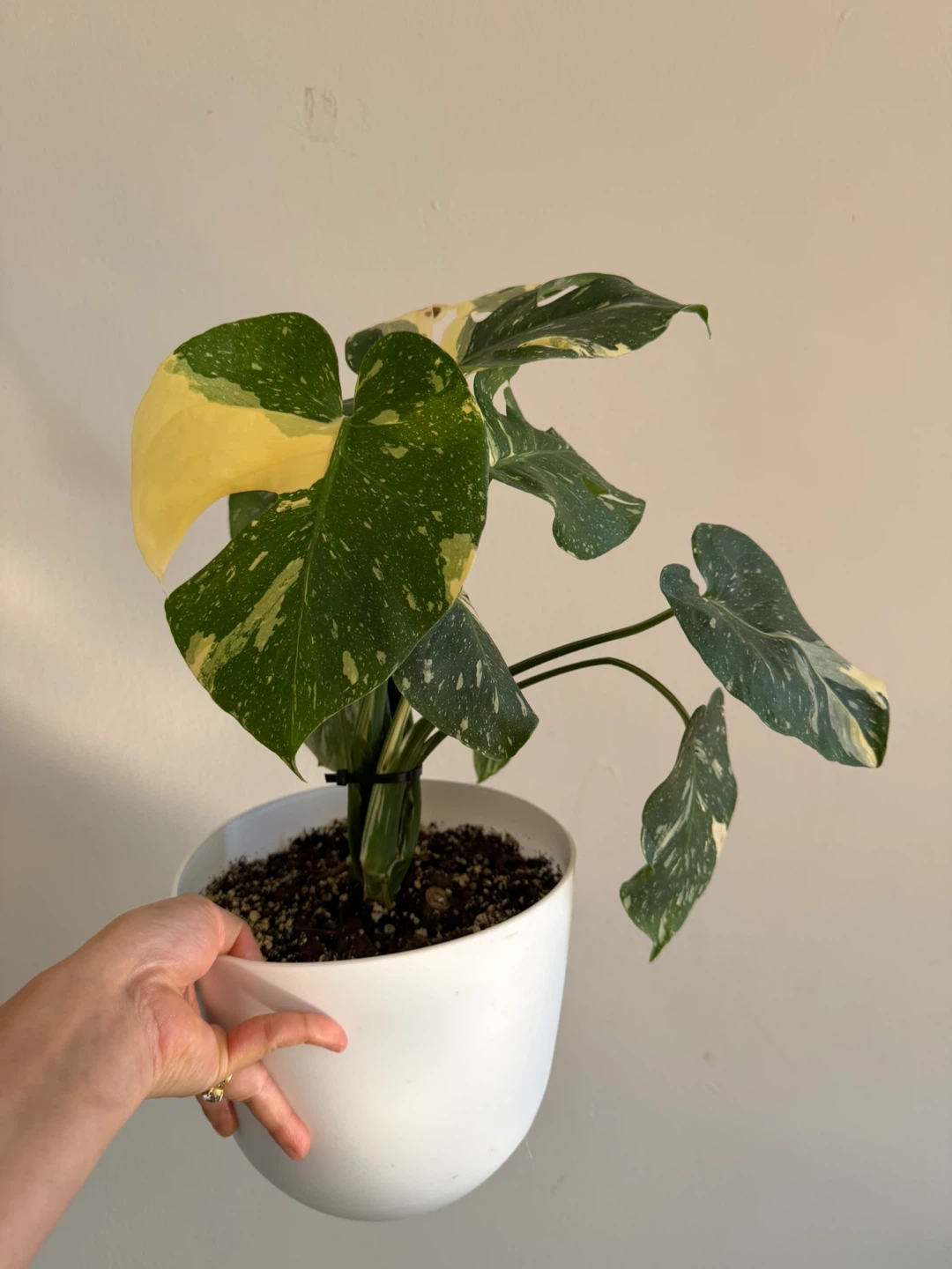 Variegated Monstera Thai Constellation - photo 4
