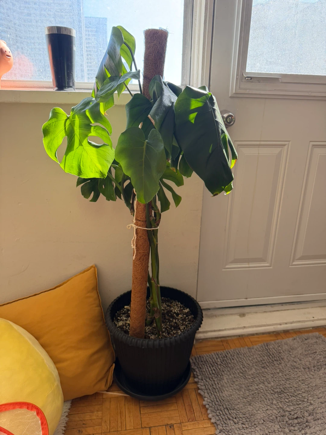 Monstera Deliciosa Plant with Moss Pole