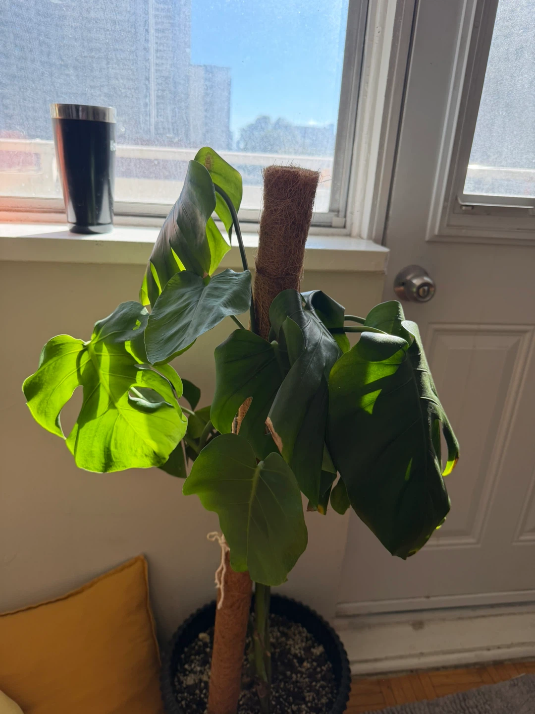 Monstera Deliciosa Plant with Moss Pole - photo 2