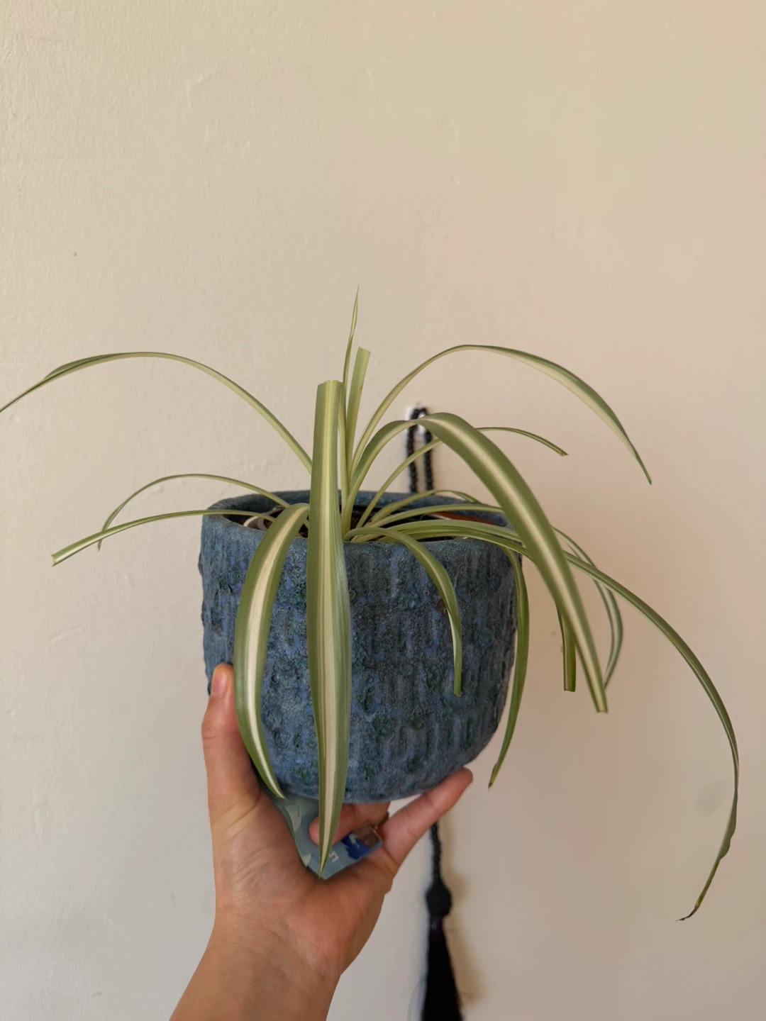 Spider Plant in Blue Textured Pot