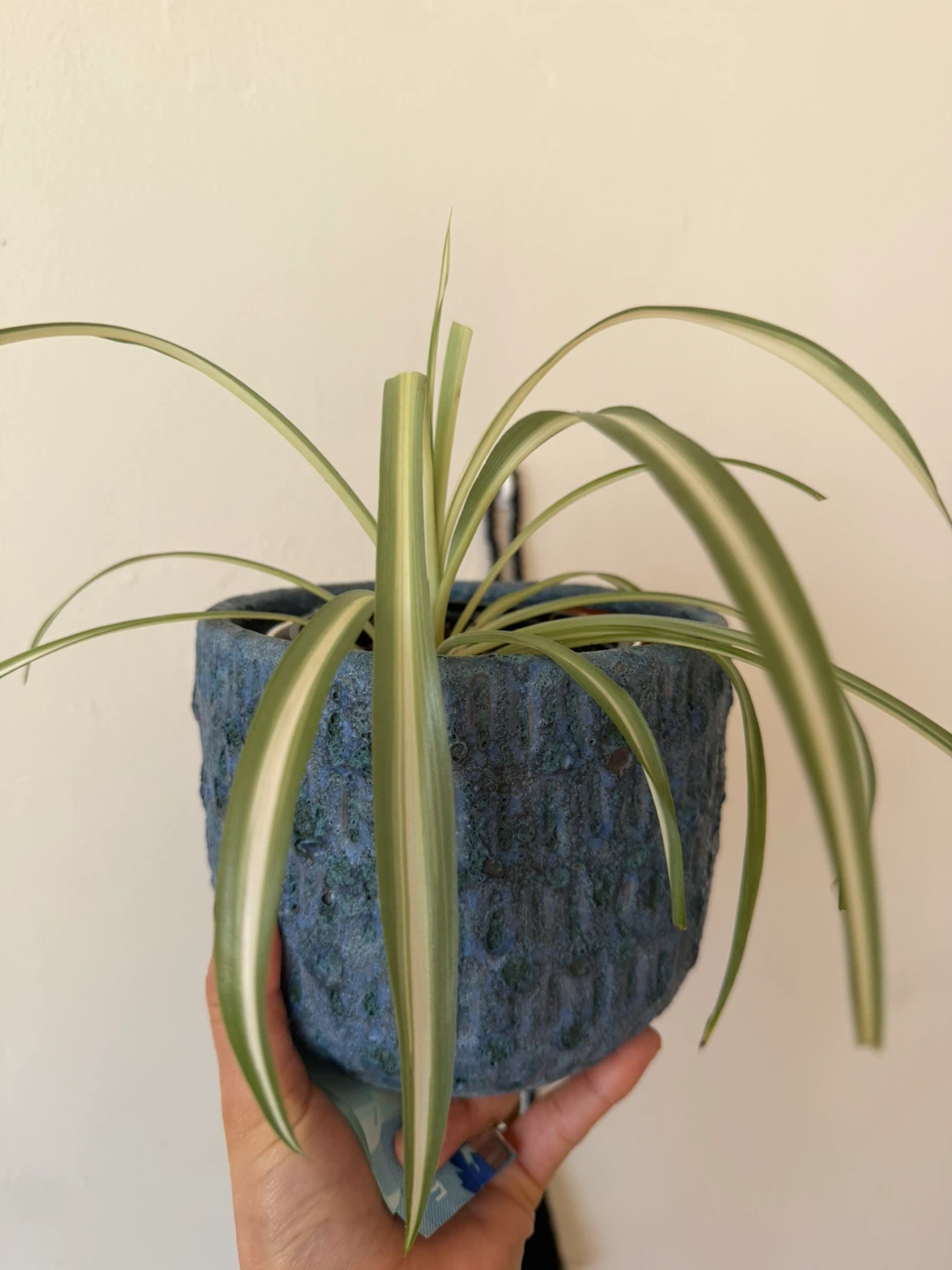 Spider Plant in Blue Textured Pot - photo 2
