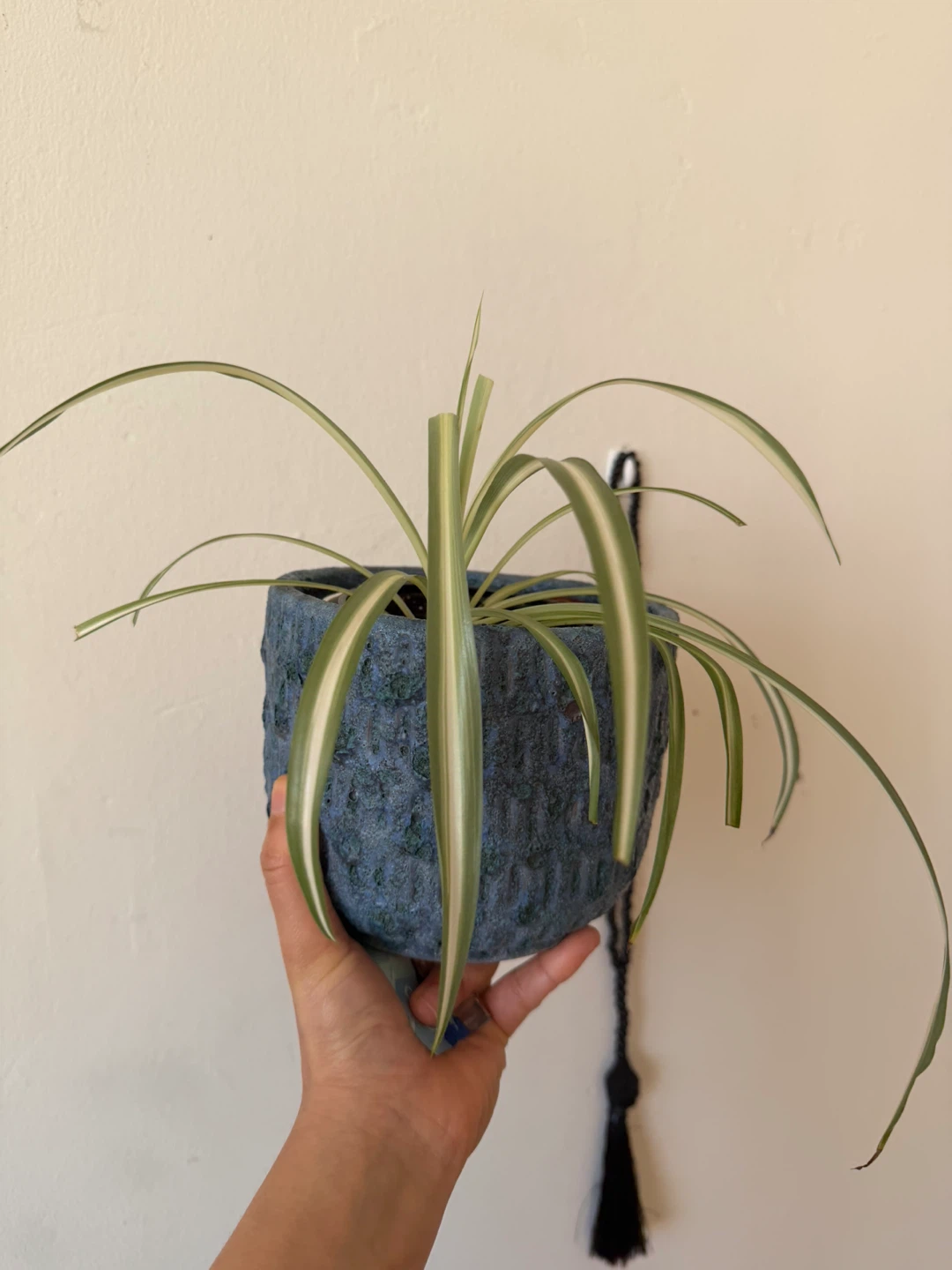 Spider Plant in Blue Textured Pot - photo 3
