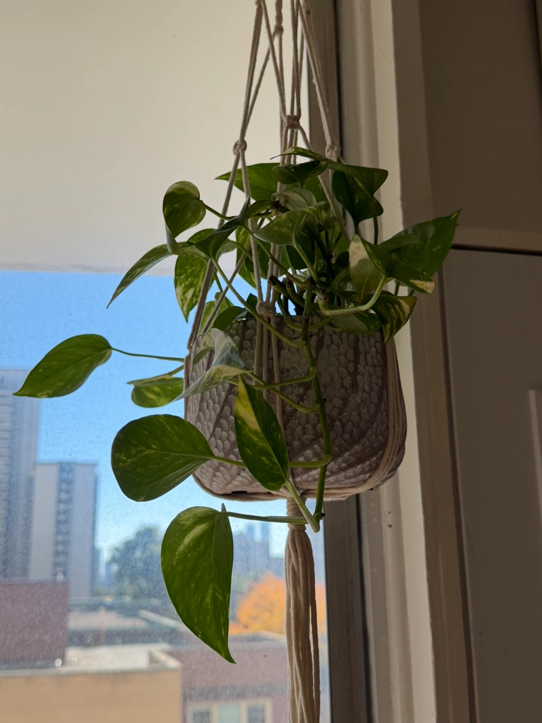 Hanging Pothos Plant with Textured Pot